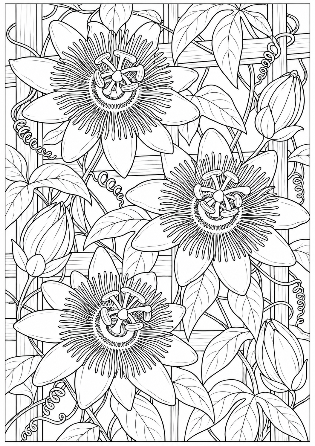 Passionflowers on a trellis — black-and-white adult coloring page
